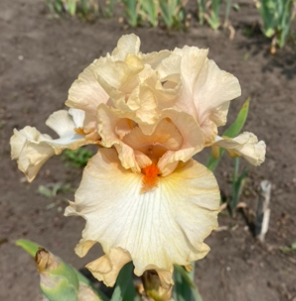 Game Player (Гейм Плеєр)