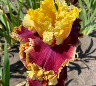 Decadence (Декаденс)