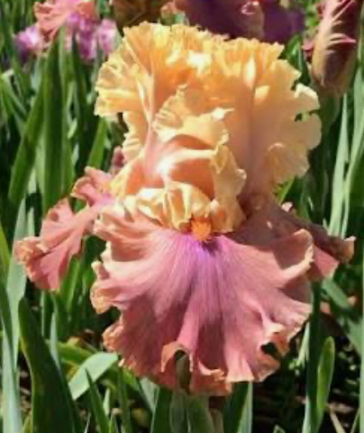 Glamazon (Гламазон)