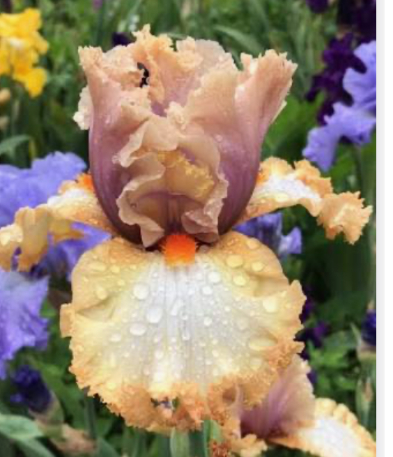 Good On Ya (Гуд Он Я)