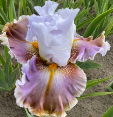 Hello Beautiful (Хелоу Б’ютіфул)