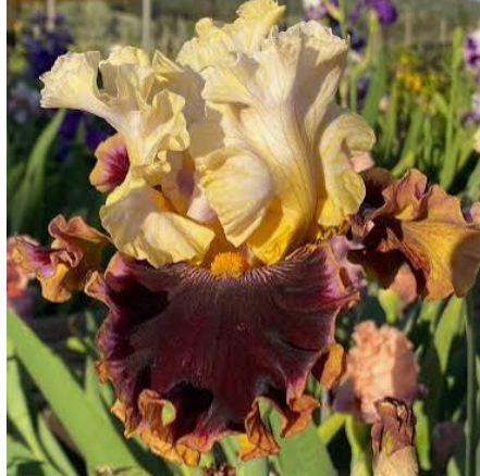 Higher Love (Хайге Лав)