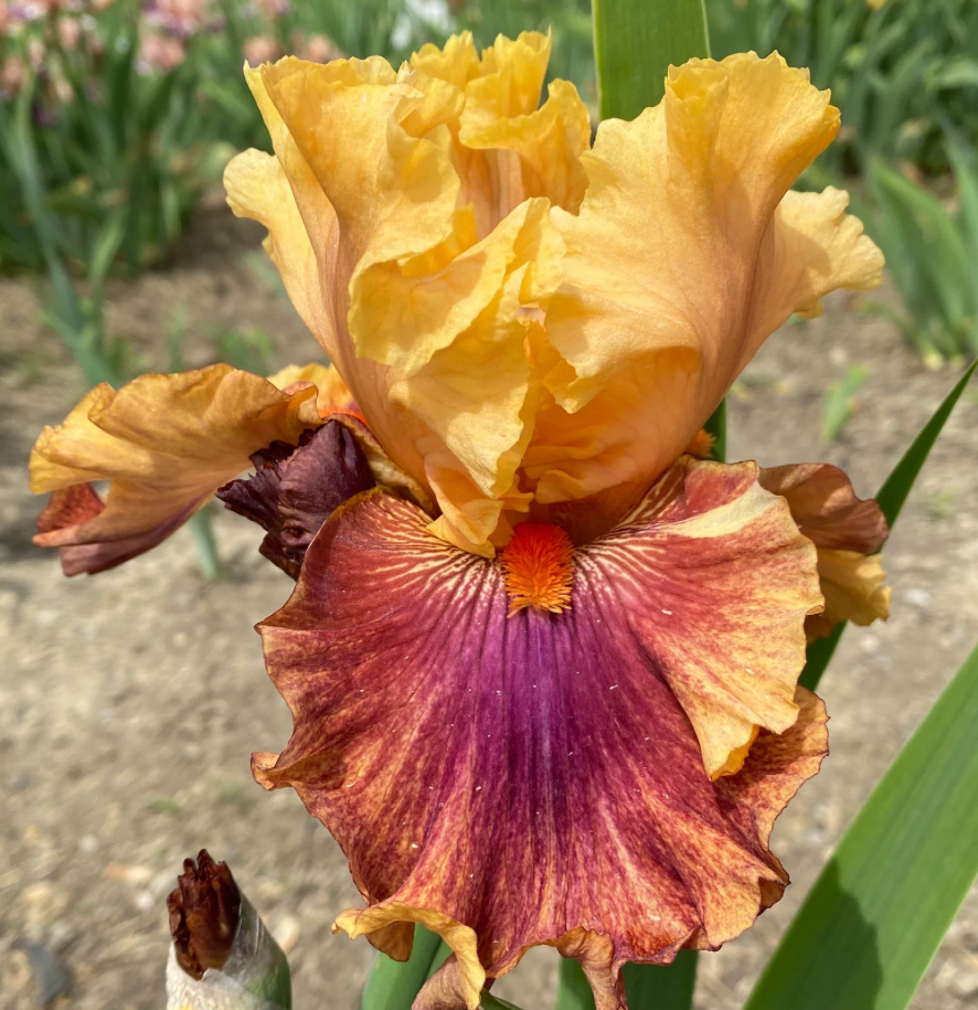 Honey Dripper (Хані Дріппер)