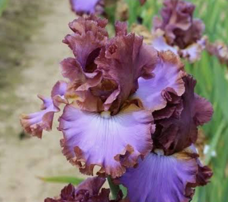 House Arrest (Хаус Аррест)