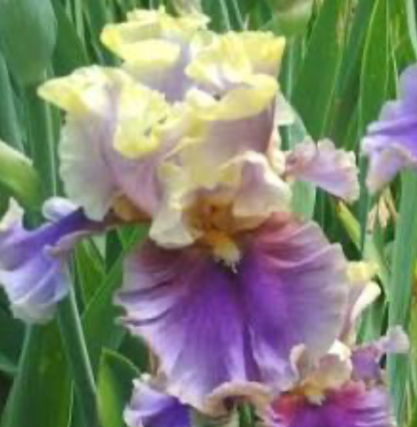 I'm All Shook Up (Айм Олл Шок Апп)