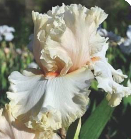 In Tune (Ін Тун)