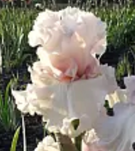 Rite Of Passage (Райт Оф Пассаж)