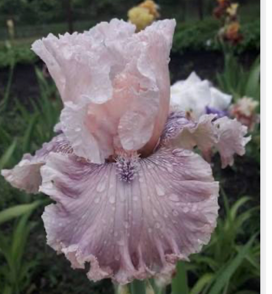 Magic Trick (Мегік Трайк)