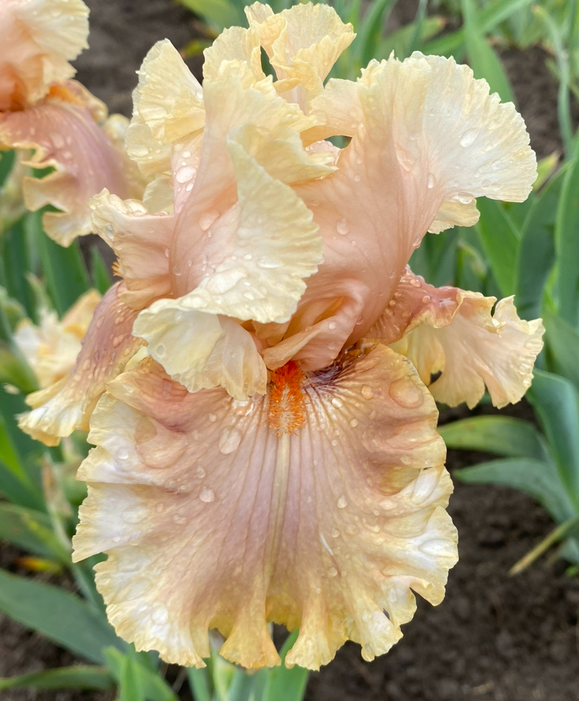 Marie's love (Меріес Лaв)