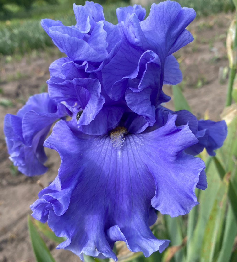 Merchant Marine (Мечент Мерін)