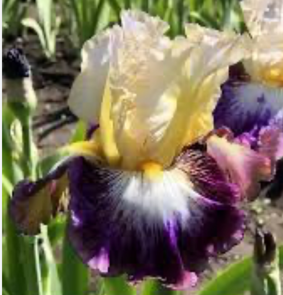 Meteorite (Метеорит)