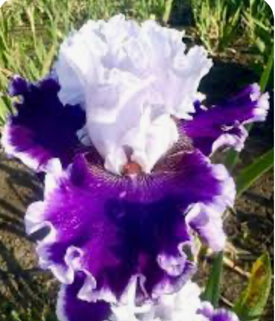 Merry Amigo (Меррі Аміго)