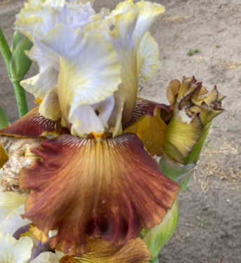 Milk In My Coffee (Мілк Ін Май Коффі)