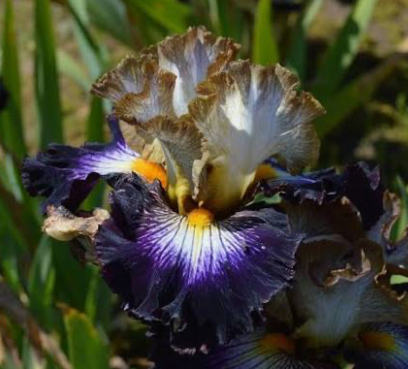 Mixed Signals (Міксід Сігналс)