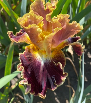 Montmartre (Монмартр)