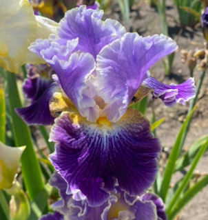 Moonlit Water (Мунлайт Воте)