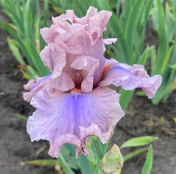 Neon at Dask (Неон Ет Даск)