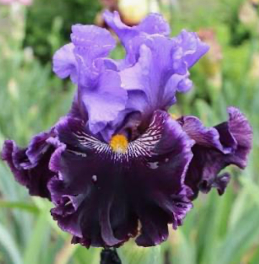 Nobleman's Fancy (Ноблеменс Фенсі)