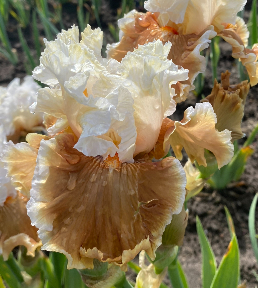 Outcaste (Ауткасте)