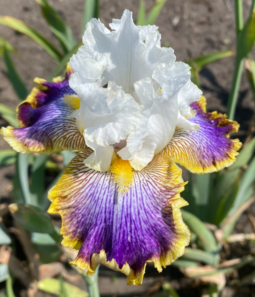 Patchwork Puzzle (Печворк Пазл)