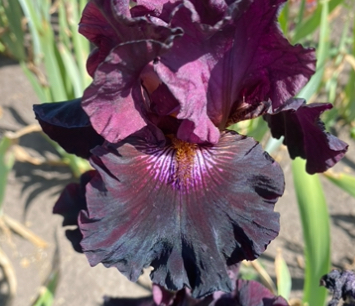 Crimson Lights (Крімсон Лайтc)