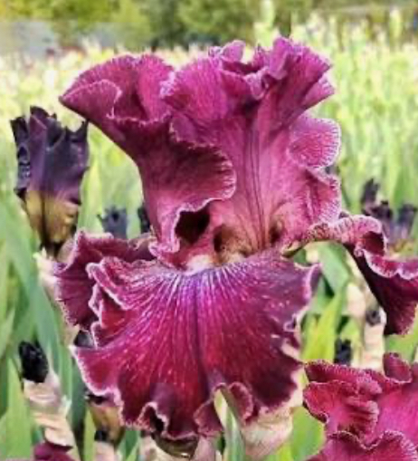 Pep Rally (Пеп Реллі)