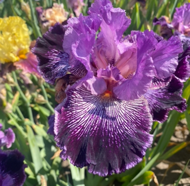 Drive Me Wild (Драйв Мі Вайлд)