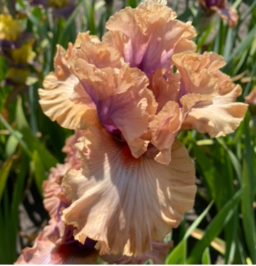 Pretty as a Picture (Претті Ез Е Пікче)