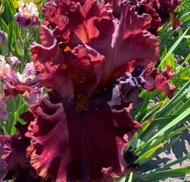 Red Skies (Ред Скайз)