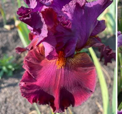 Rarer Than Rubies (Реeр Зен Рубіс)