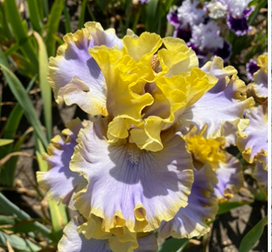 Repertoire (Репертуар)