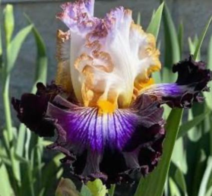 Reckless Child (Реклесс Чілд)