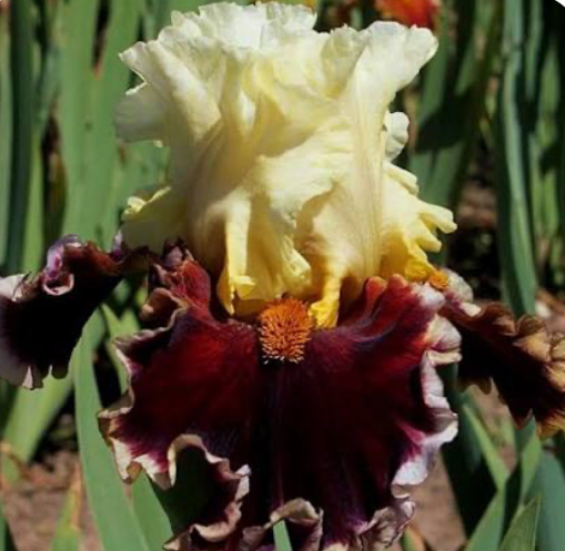 Risk Taker (Ріск Тейке)