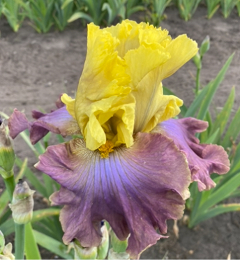 Room For Romance (Рум Фо Романс)