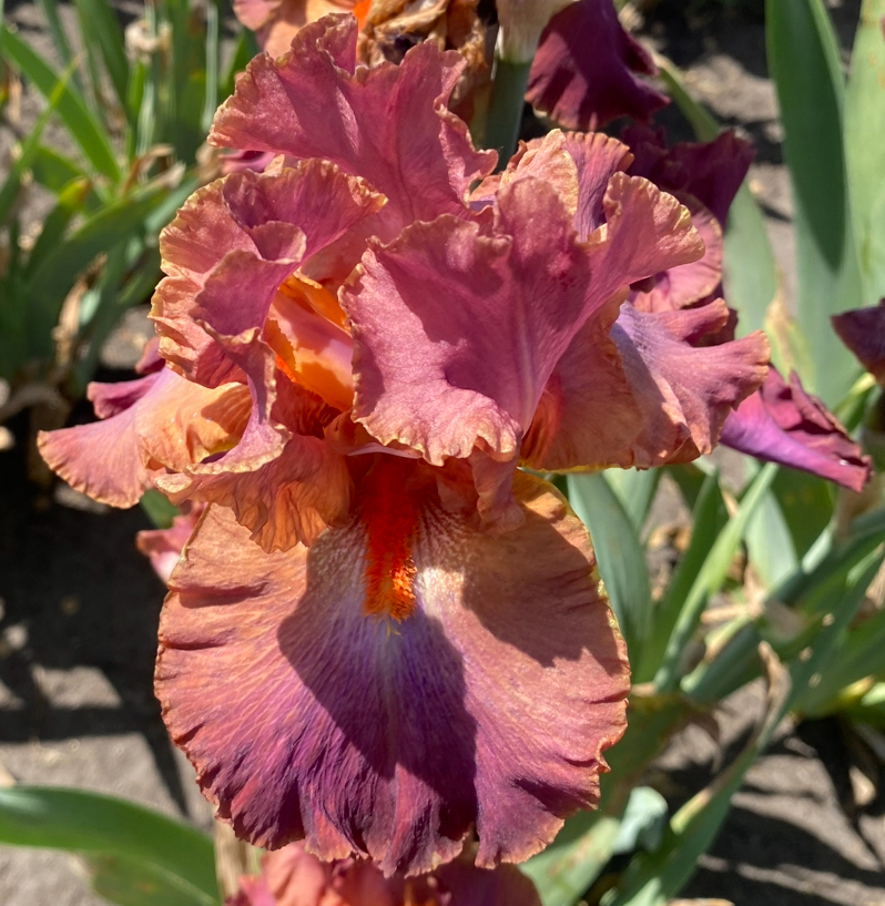 Sambuca Rosa (Самбука Роза)