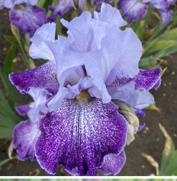 Splashacata (Сплешеката)