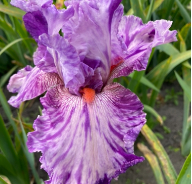 Squid Squirt (Сквід Скюрт)