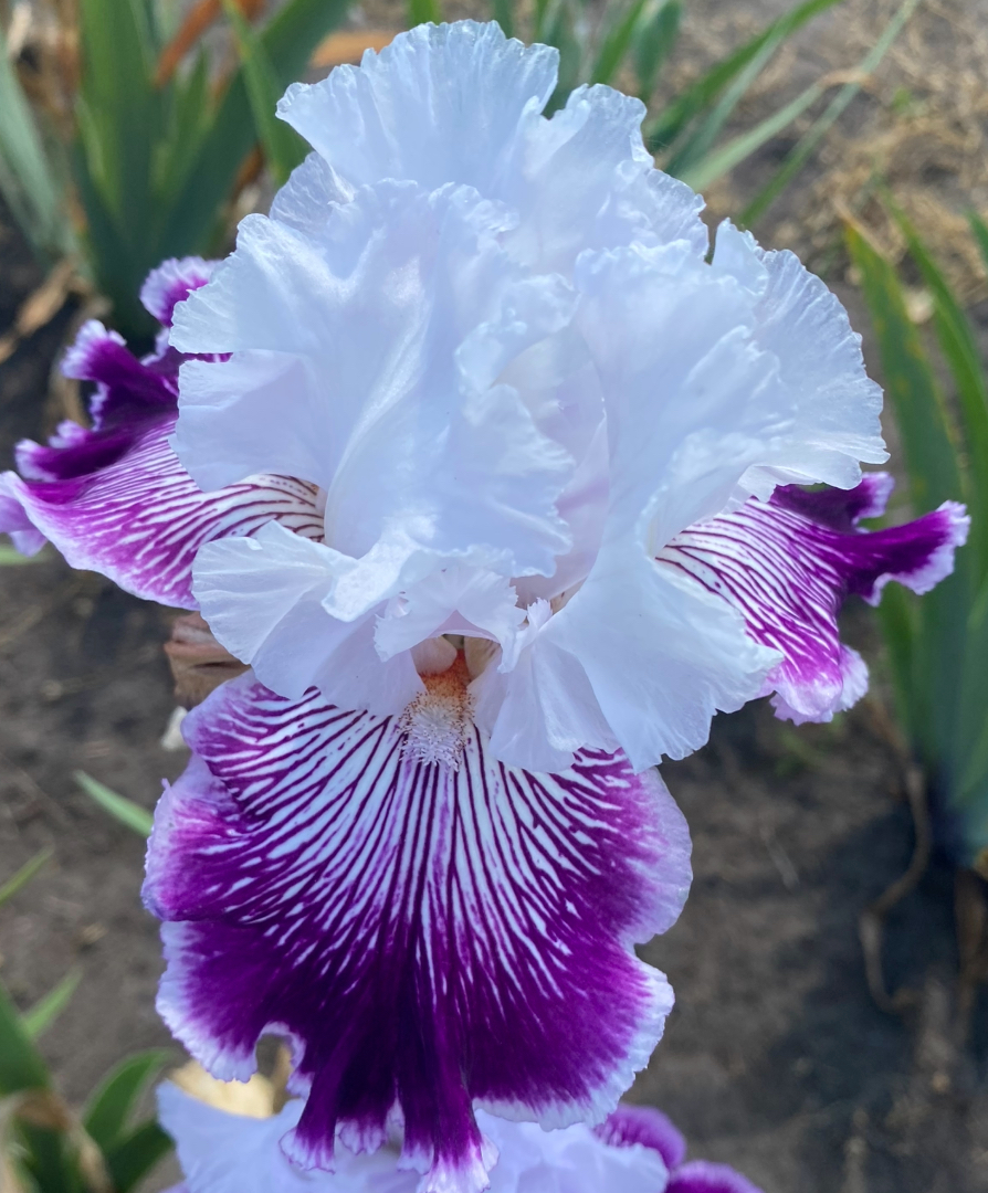 Secret Weekend (Секрет Вікенд)