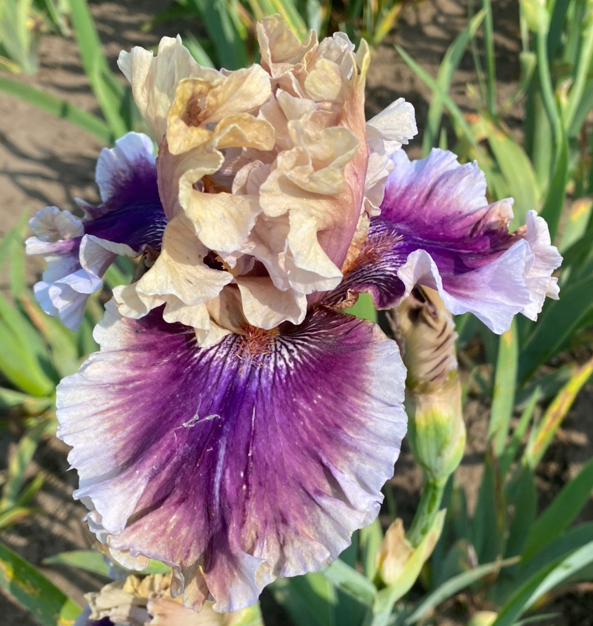 Smoke And Thunder (Смок енд Тендер)