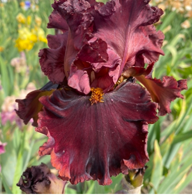 Smoky Shadows (Смокі Шедовс)