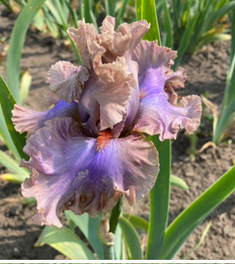 Stop Flirting (Стоп Фліртінг)