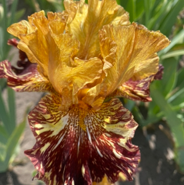 Spiced Tiger (Спайсід Тайгер)