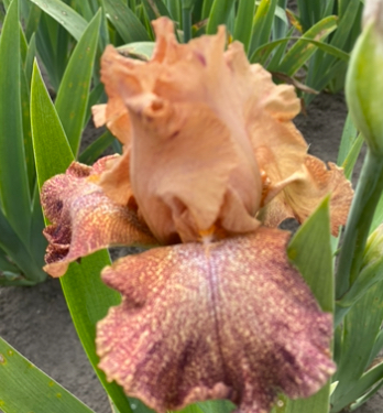 Tanzanian Tangerine (Танзаніан Танжерін)