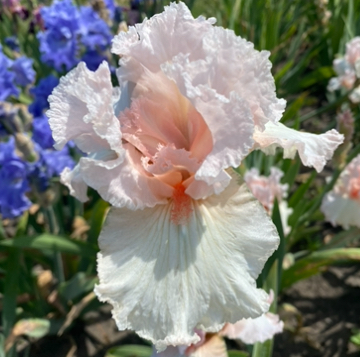 Tifenie Time (ТифаніТайм)