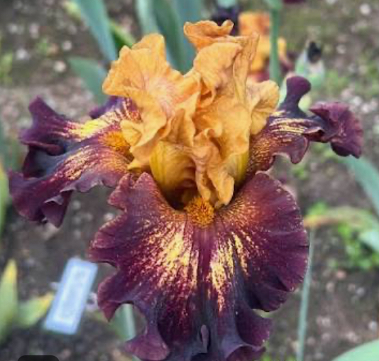 Tamale Time (Темейл Тайм)