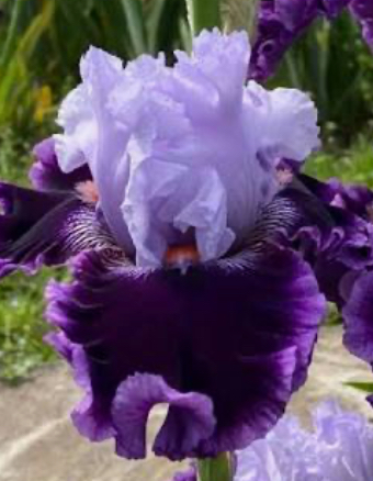 Ten All Round (Тен Олл Раунд)