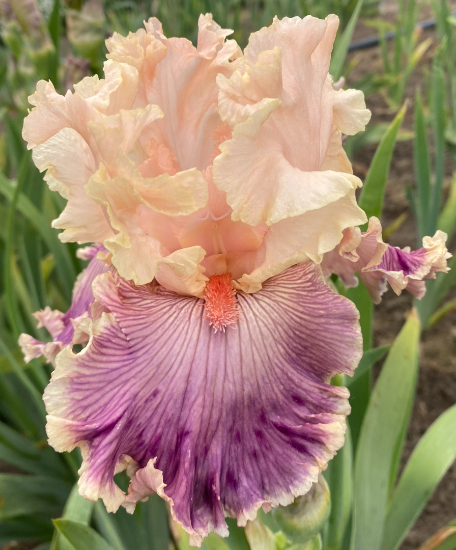 Truly Wicked (Трулі Вікед)