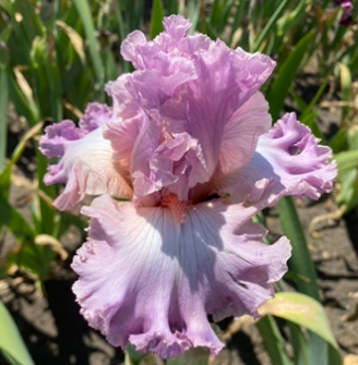 Vienna Waltz (Венна Вальс)