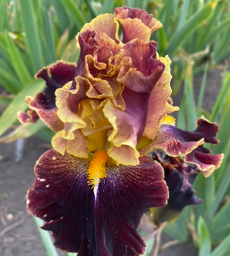 Volcanic Glow (Волканік Глоу)