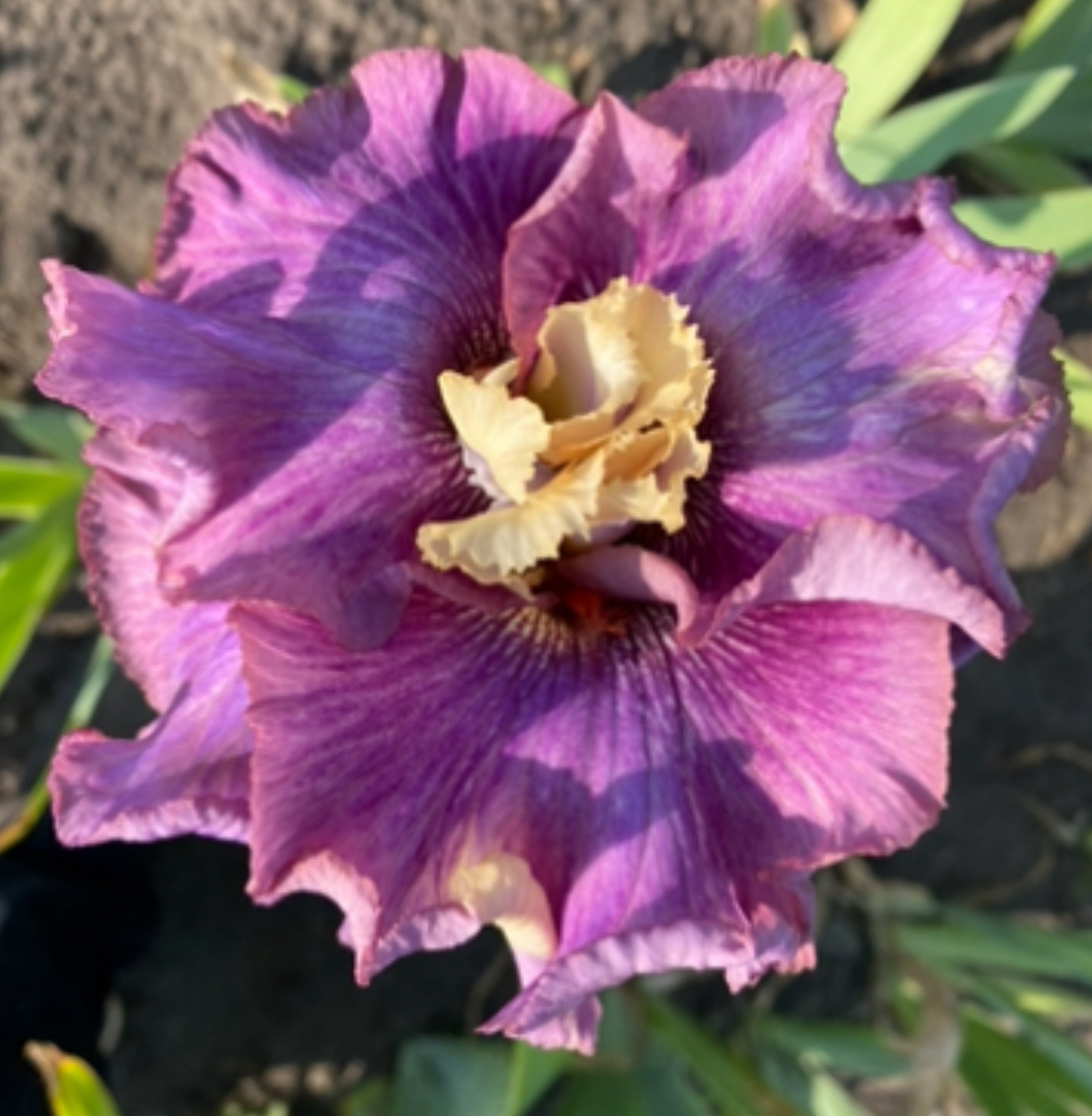 Voulez Vous (Воулез Воус)